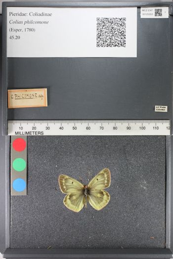 Media type: image;   Entomology 125353